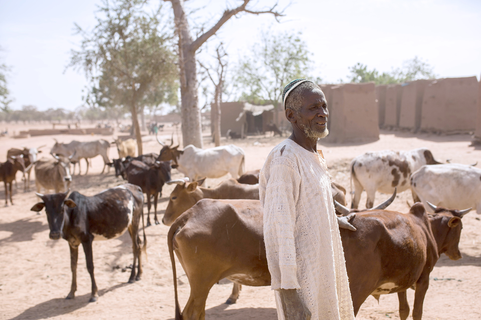 A man in a white top stands in front of cattle