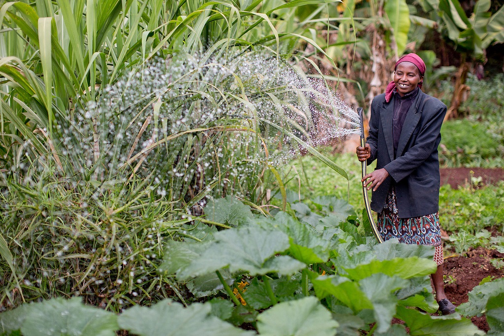 Kenyan farmer waters her crop