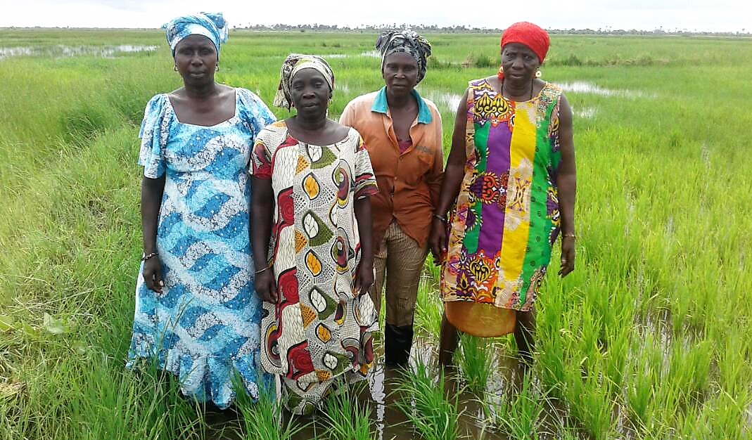 Women in the Senegalese village of Dioffior in a rice field