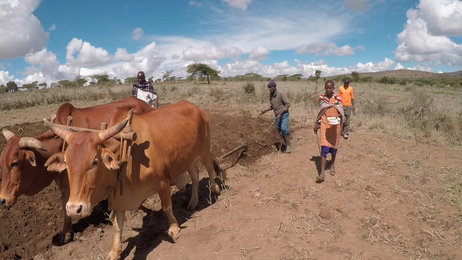 Cows pull plough on maize field