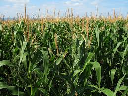 maize field