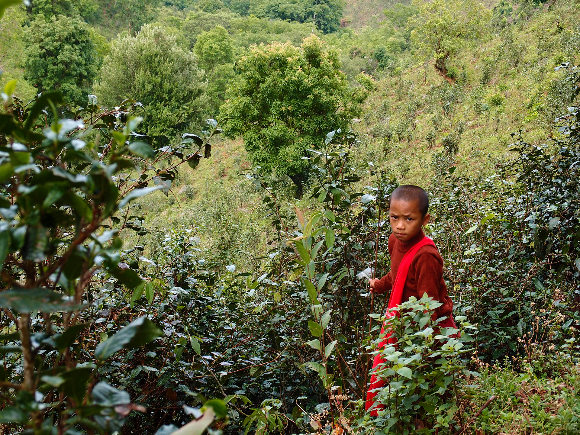 Photo of a child wearing red in Myanmar on a tea plantation near landmines.
