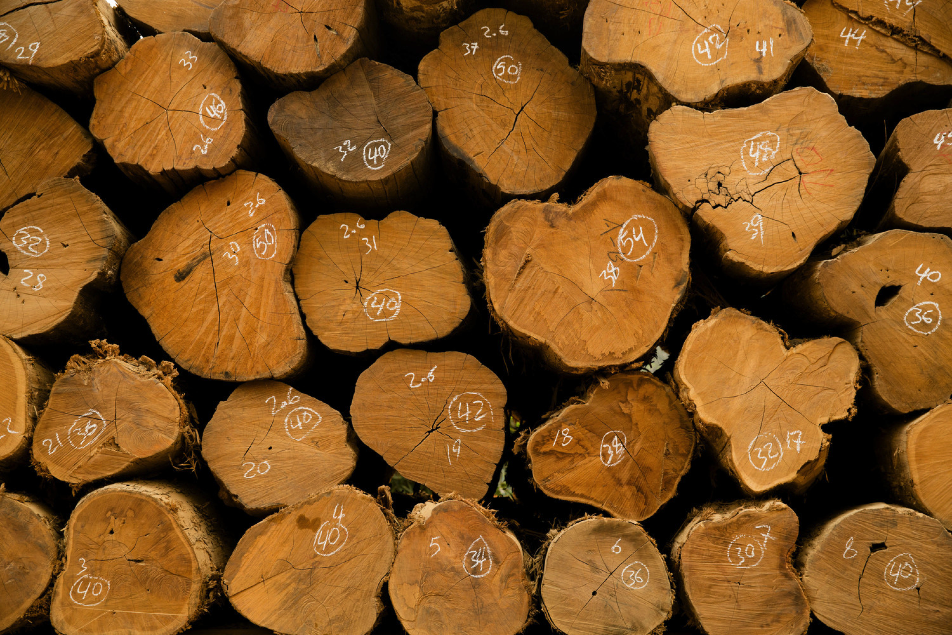 Logging in Myanmar