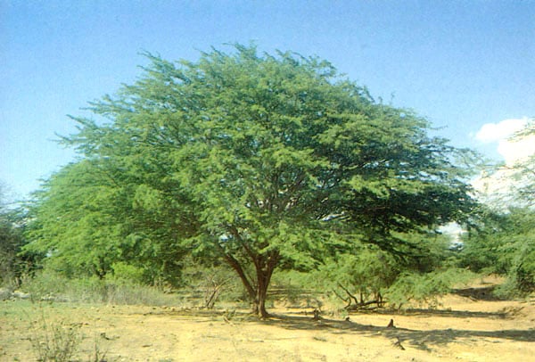 Prosopis juliflora tree