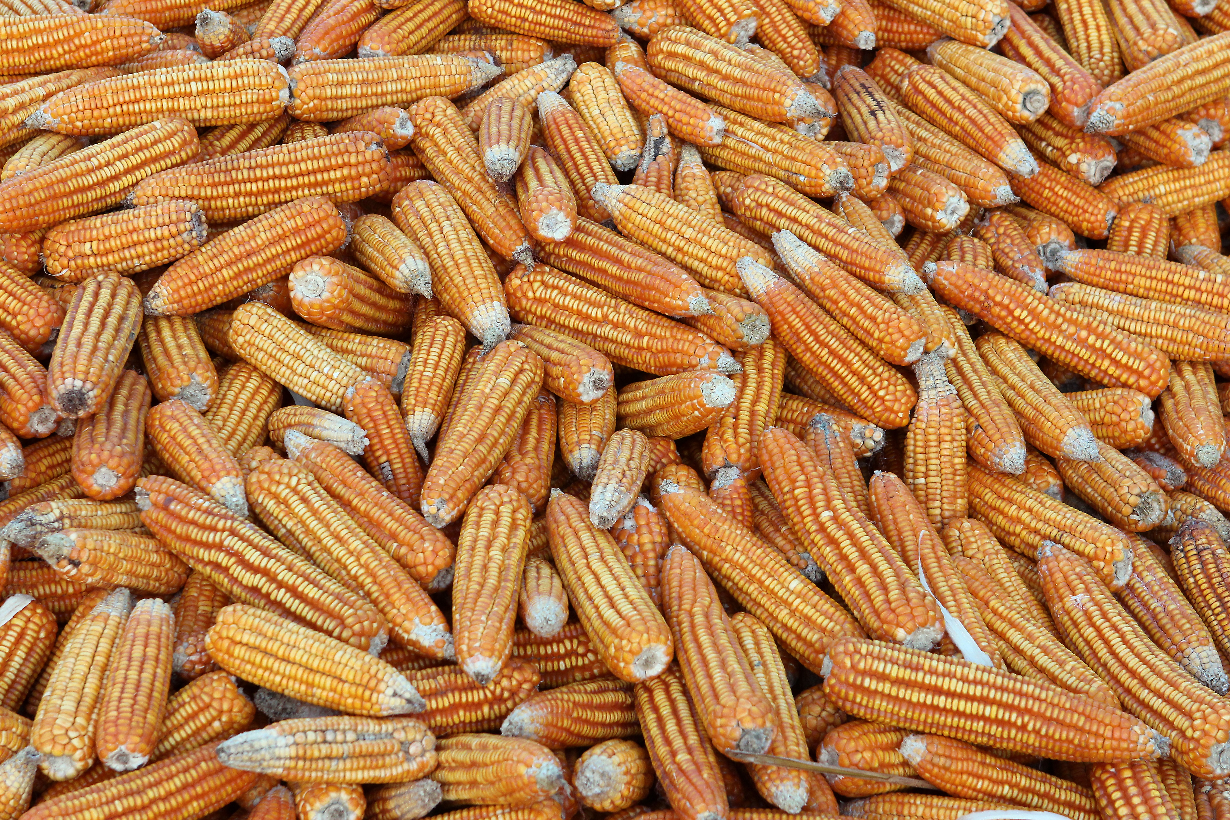 corn