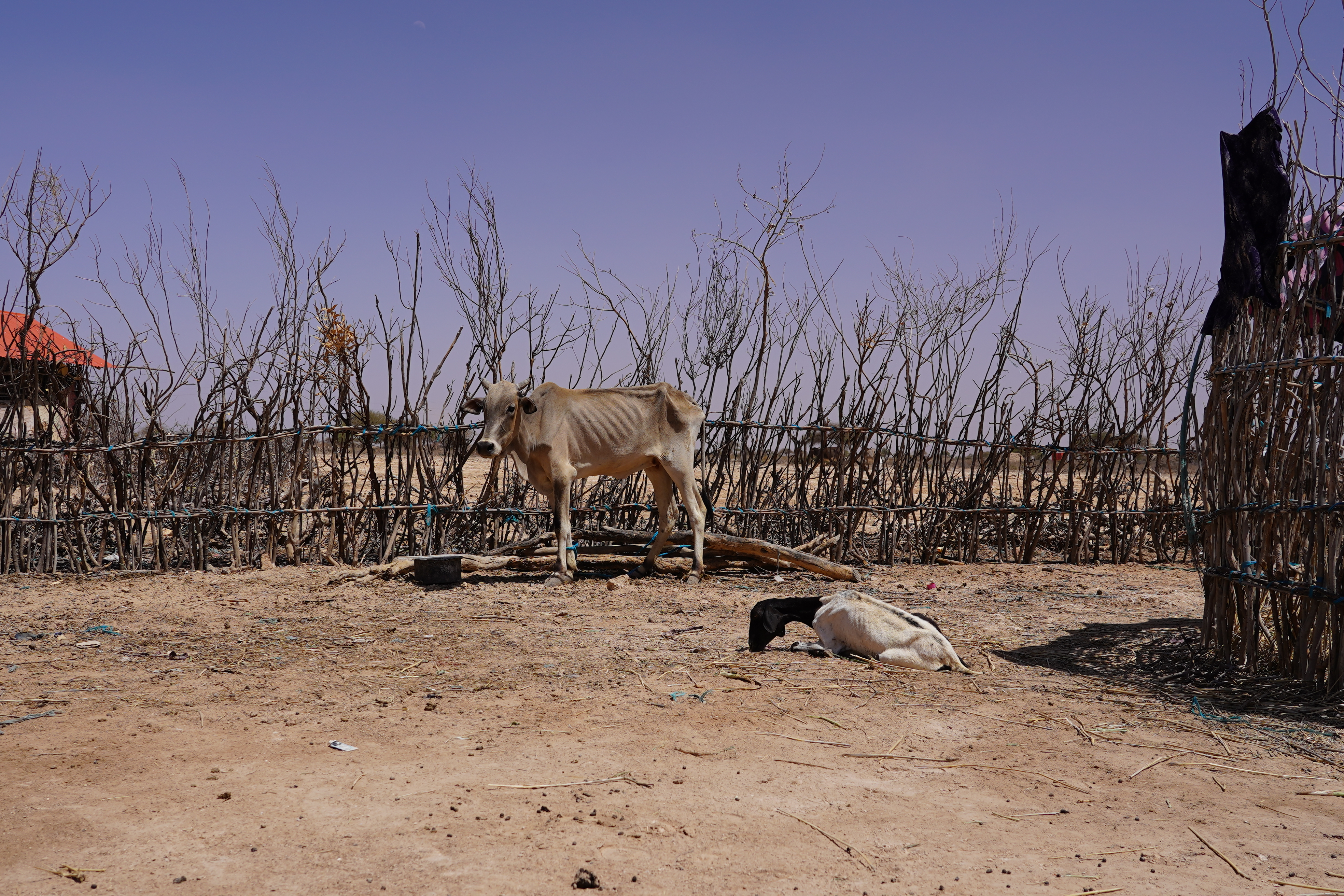 Weakened animals struggle to stand outside the house of a herder in Ethiopia’s Somali region. Funding shortages have led to delays in livestock vaccination for disease-prone animals.