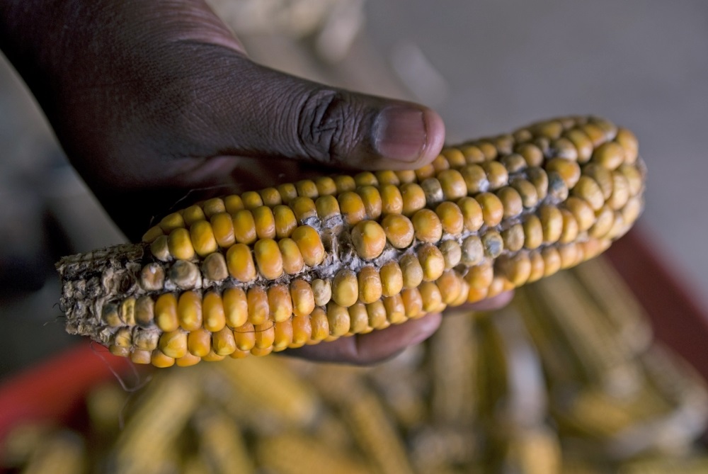 Bad maize