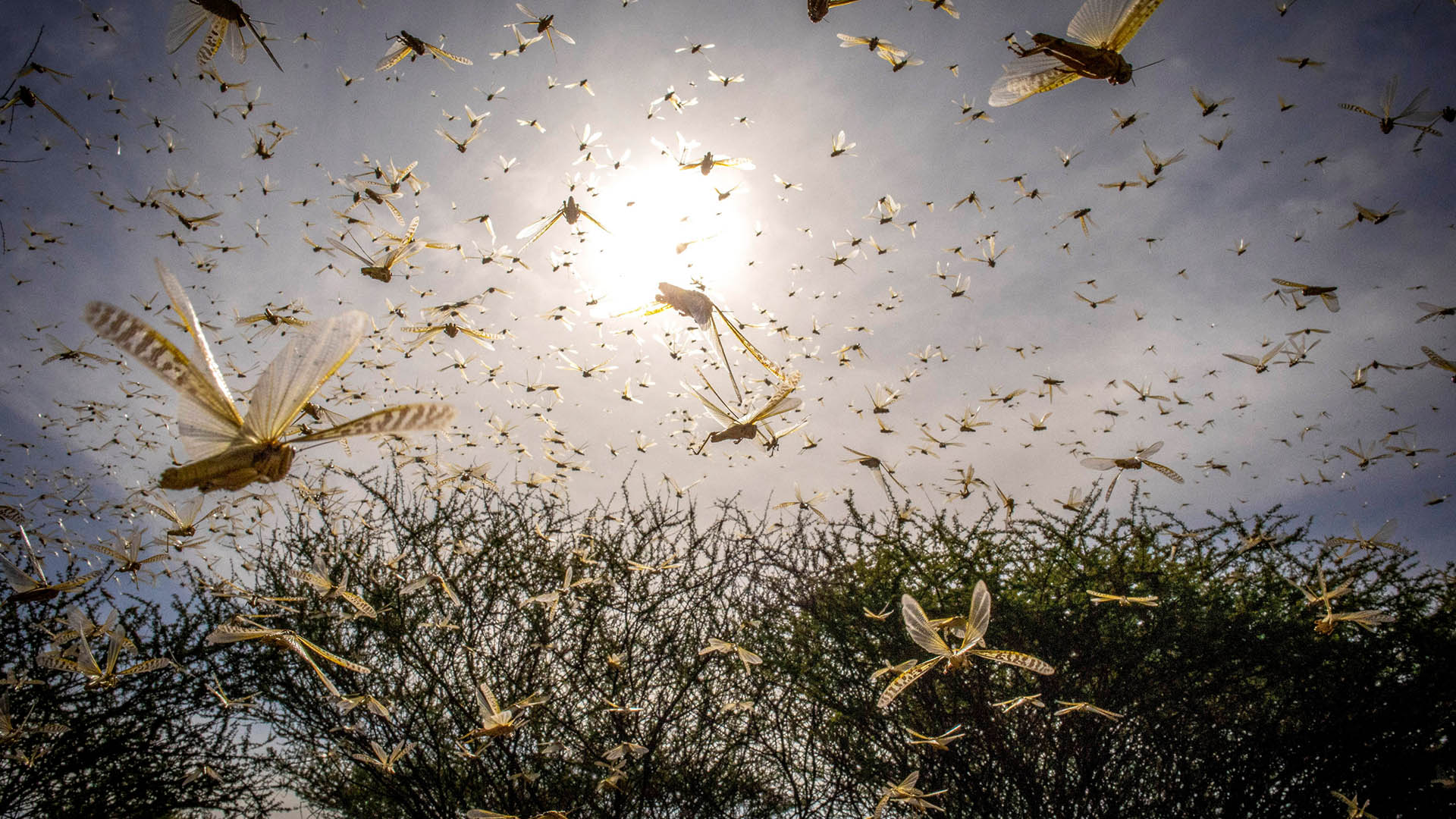 A Desert Locust swarm flies over a bush in Samburu County, Ololokwe, Kenya. A Desert Locust adult can consume roughly its own weight in fresh food per day that is about two grams every day.