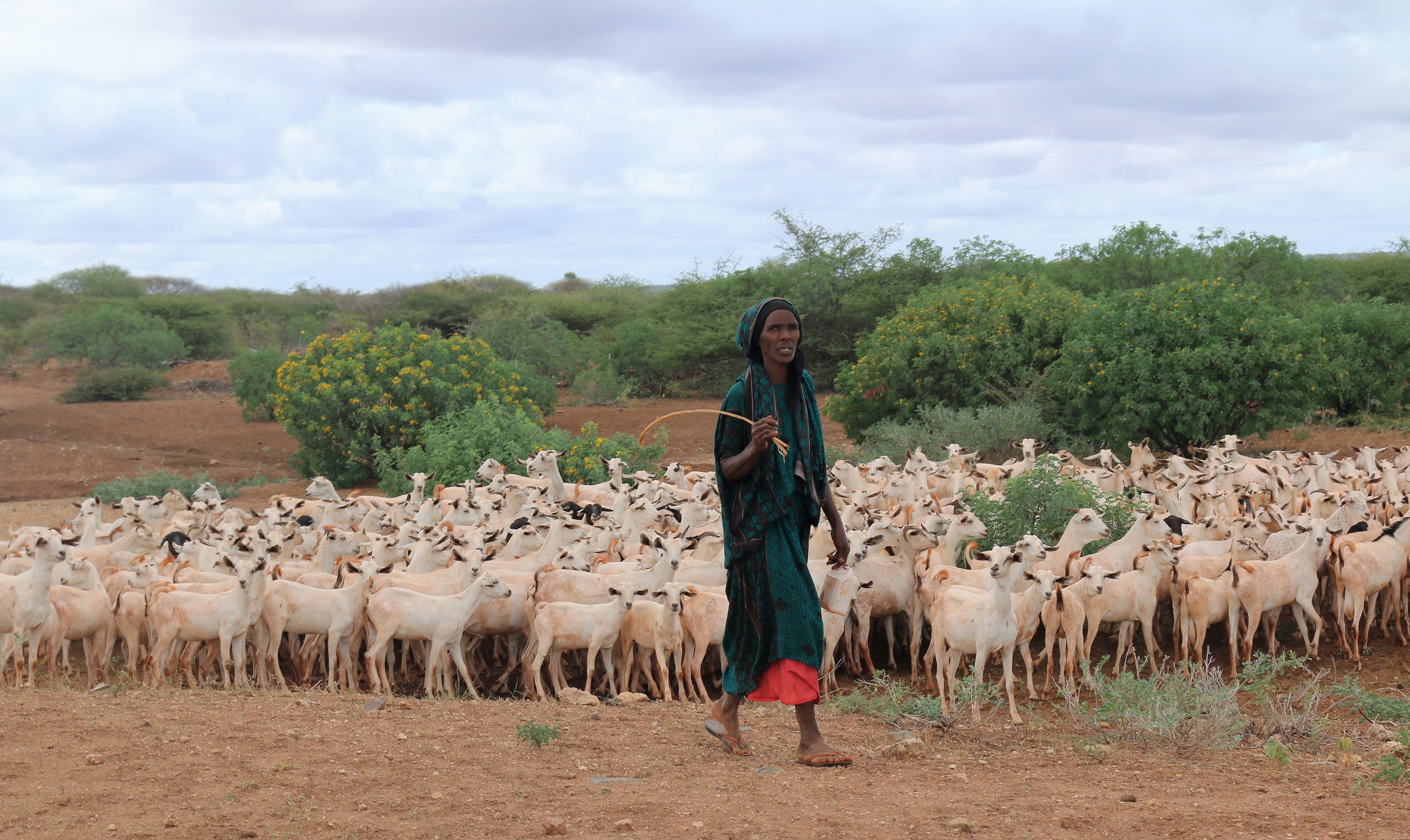 Woman herding goats