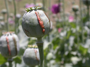 The poppy capsule which is harvested, Afghanistan, 2 August 2004. As soon as the capsule is lanced the heroin sap starts to emerge. The botanical name for opium poppy is 'Papaver somniferum'. According to historians it was Genghis Khan, the 13th century M