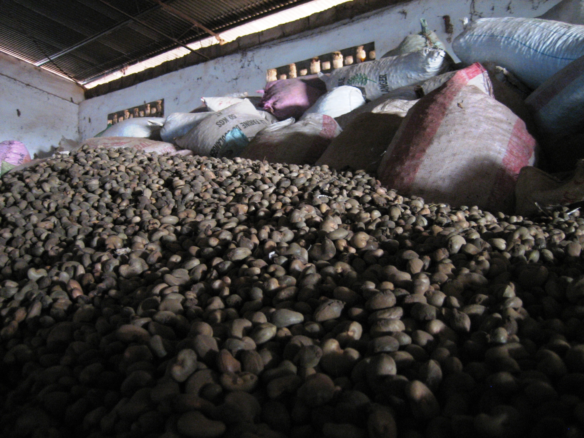 With cashew buyers not buying Guinea Bissau’s 2006 crop, tens of thousands of tons sit piled up in warehouses and much of the harvest is now rotting, Buba, capital of Quinara Region in southern Guinea Bissau, 26 Jan 2007