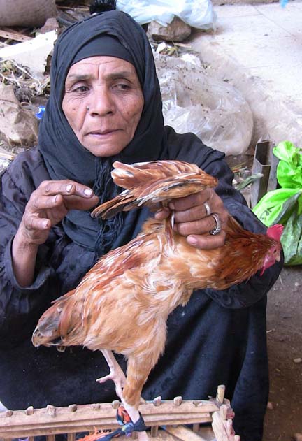 Many Egyptians keep and raise domestic poultry, making it difficult to eradicate bird flu completely, the government says.