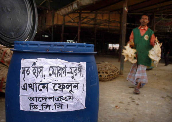 A poultry worker disposes of a dead chicken in Dhaka, the Bangladeshi capital. The country has witnessed an increased incidence of the deadly bird flu virus thoughout the country.