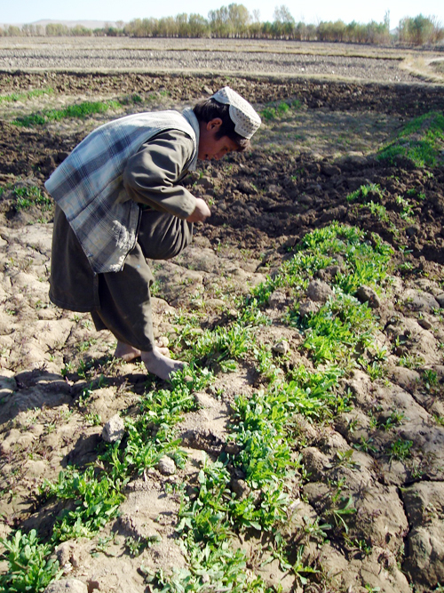 Children work up to 10 hours daily on soggy poppy fields collecting sprawl bushes which harm poppy flowers.
