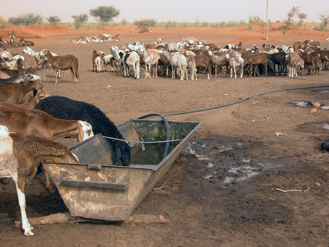 Water is a precious commodity in Sudan's arid North Kordofan region.