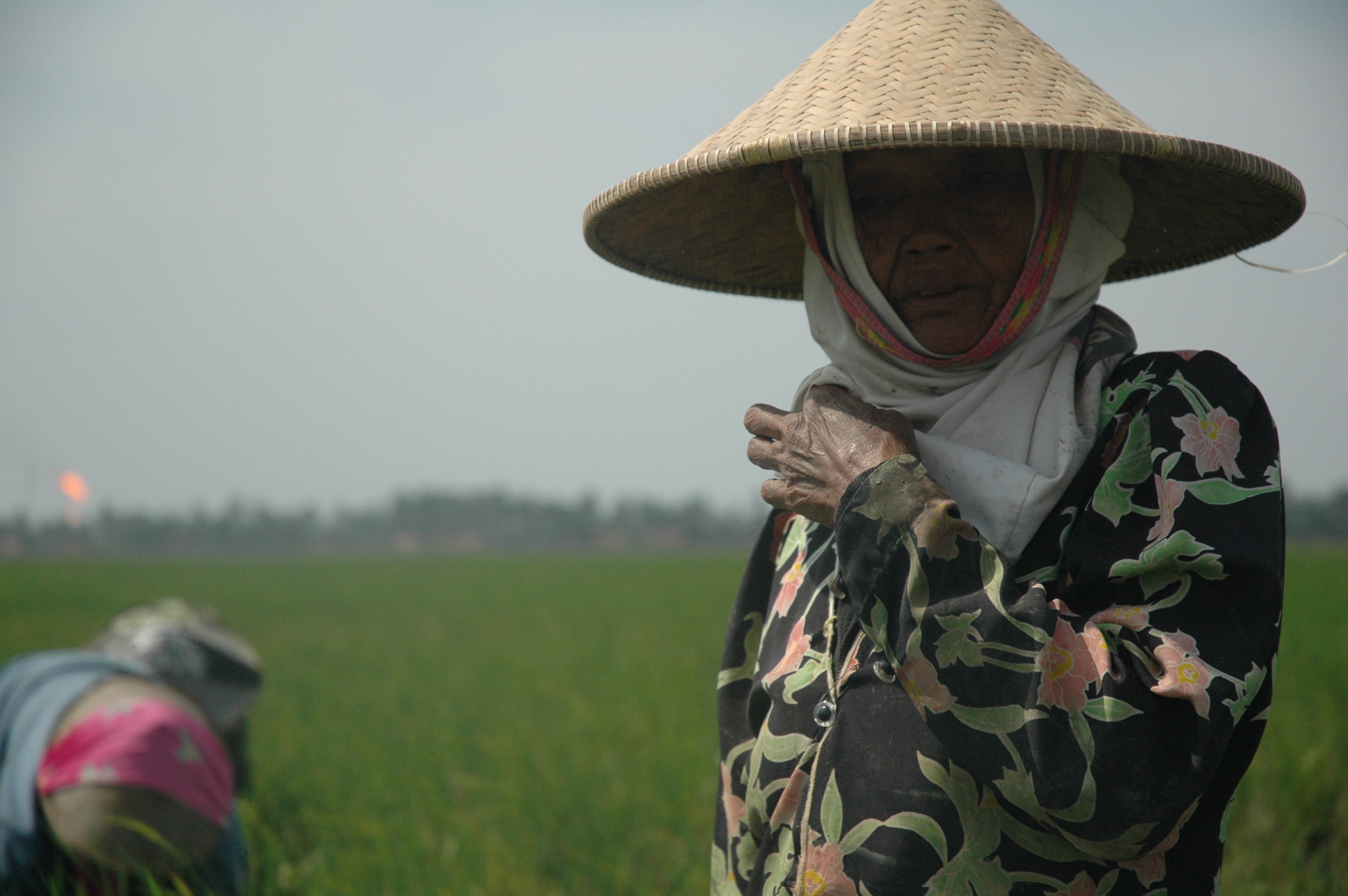 Tonih, 80, has worked the same paddy for seven decades in Bekasi, on the outskirts of Jakarta.
