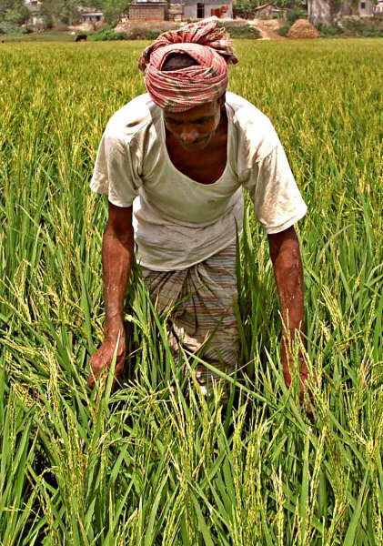 A good harvest this year, does not necessarily mean that the same next year.