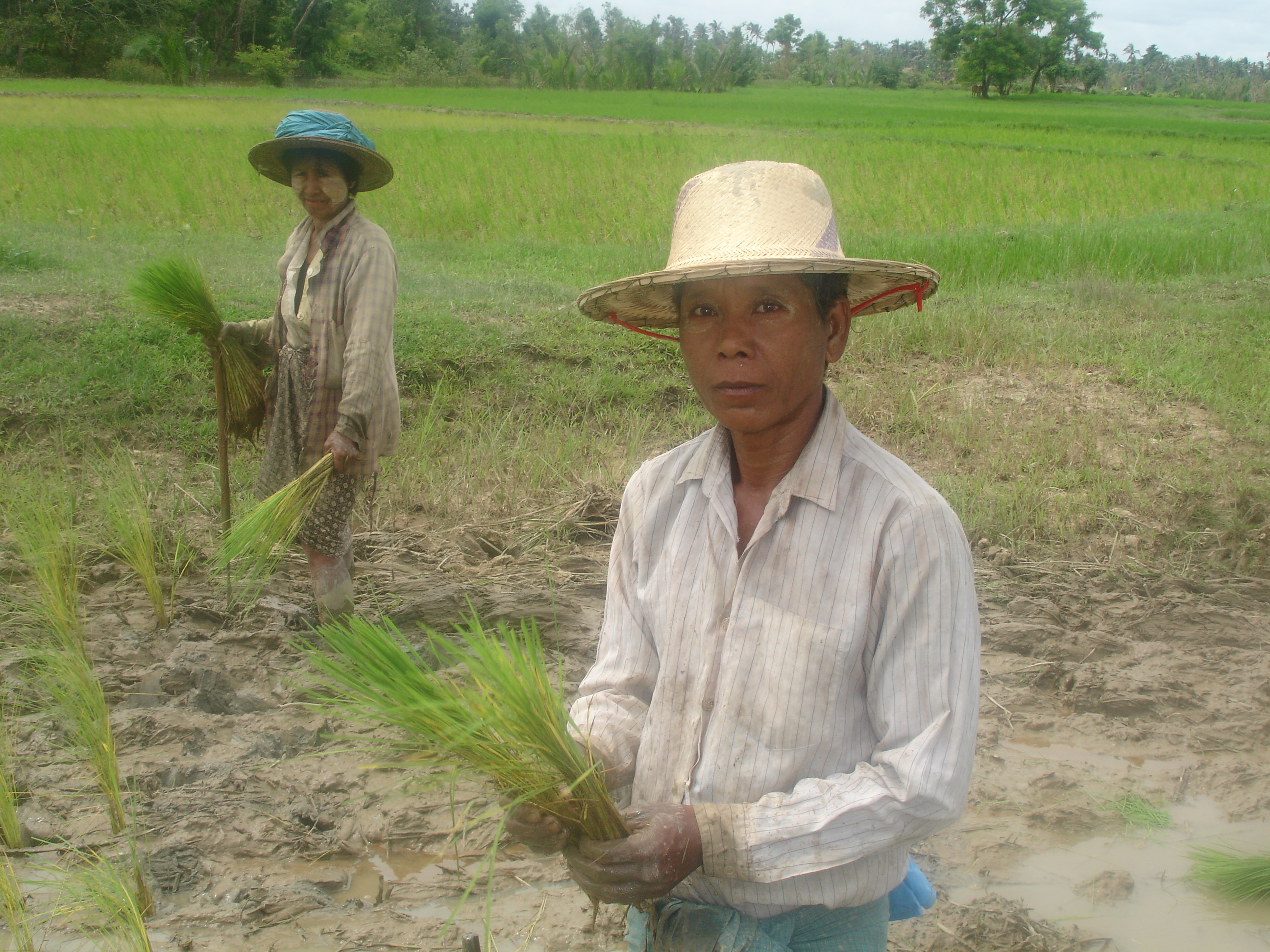 Thousands of small time paddy farmers like this one outside Labutta in cyclone-affected southern Myanmar lost everything to Nargis.