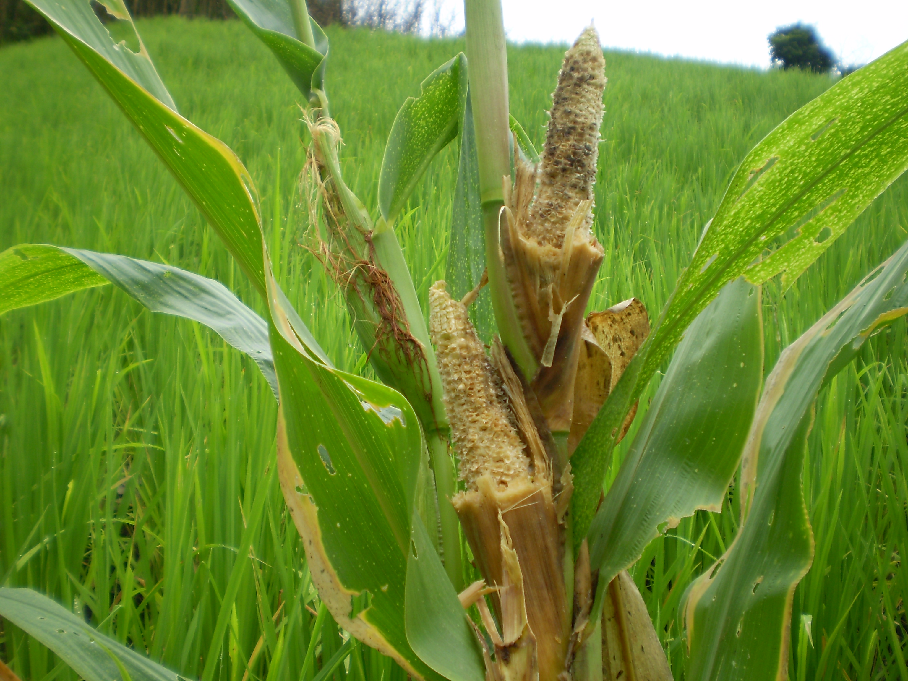 In Chin State, a large-scale rat infestation has devastated crops in the area