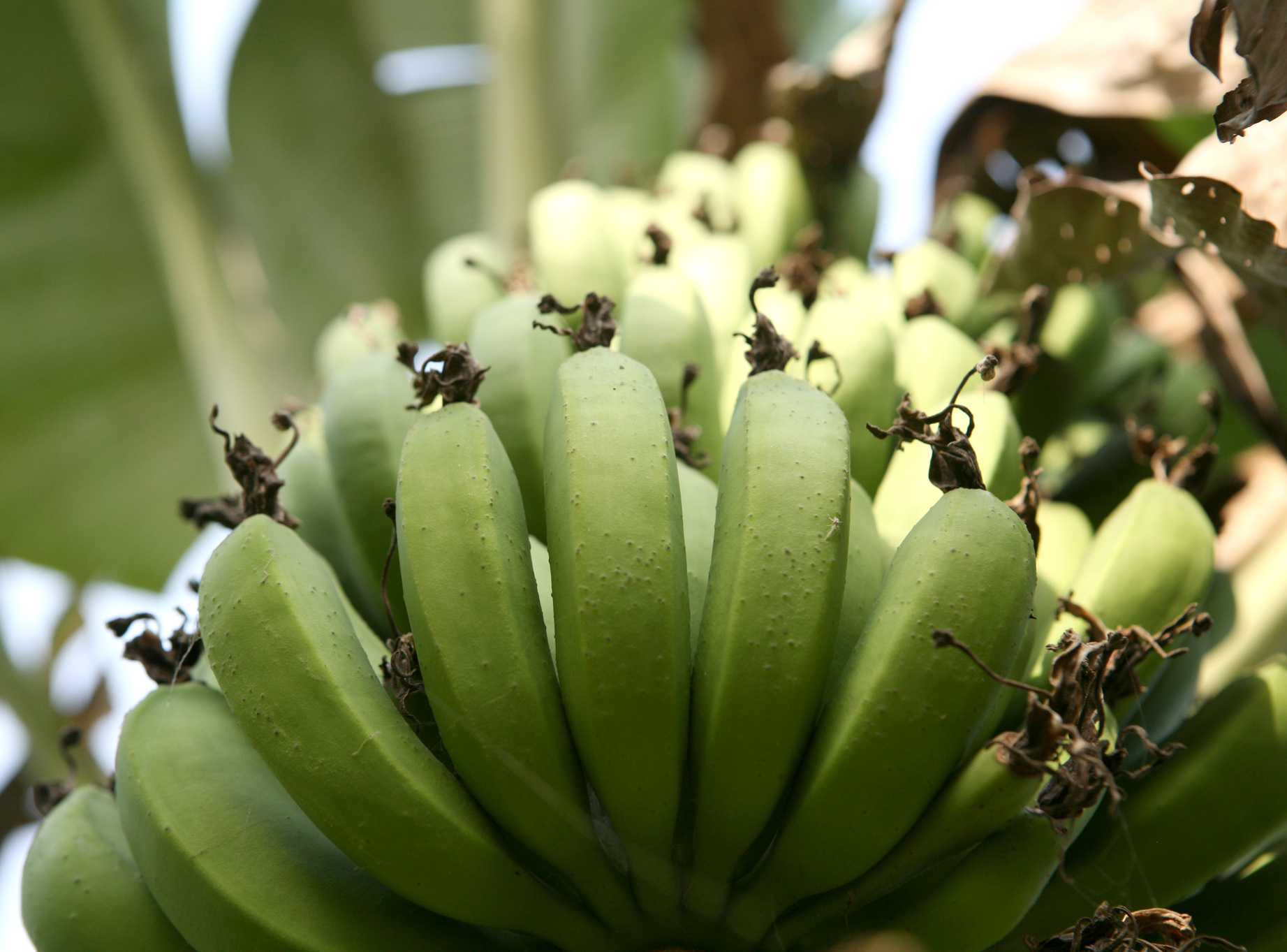 Mobile phone technology could be used to correctly diagnose and treat banana diseases