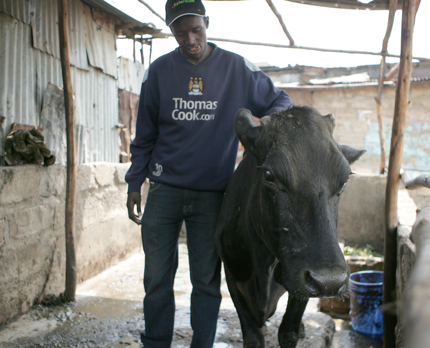 Hillary Wachira, a member of the Kangaroo Youth Self-Help Group in Kosovo area of Mathare, attends to one of the group's cows, whose milk they sell to the local community