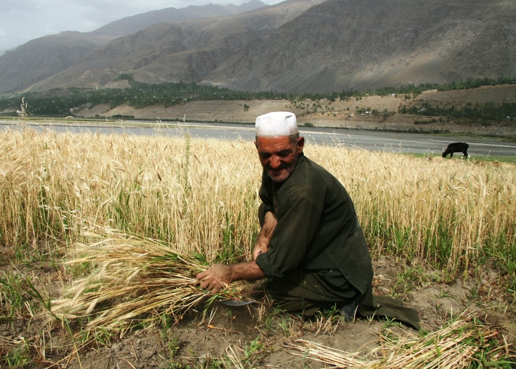 Wheat harvest in 2009 is expected to reduce food insecurity and stabilize food prices in Afghanistan