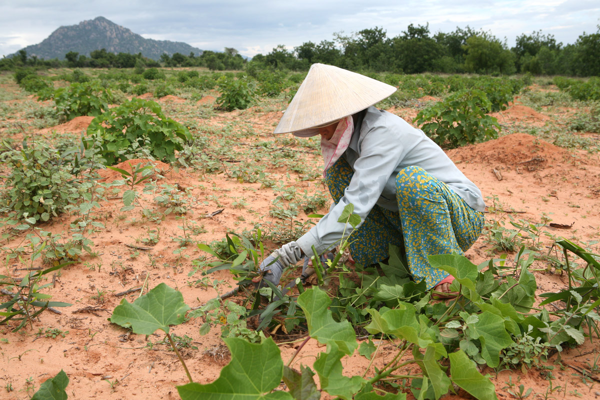 A Vietnamese farmer tends her newly planted Jatropha crop in Nha Trang. Jatropha is a plant that can grow in extremely arid conditions and which produces a seed that when crushed creates a bio-diesel that can be used to fuel diesel engines