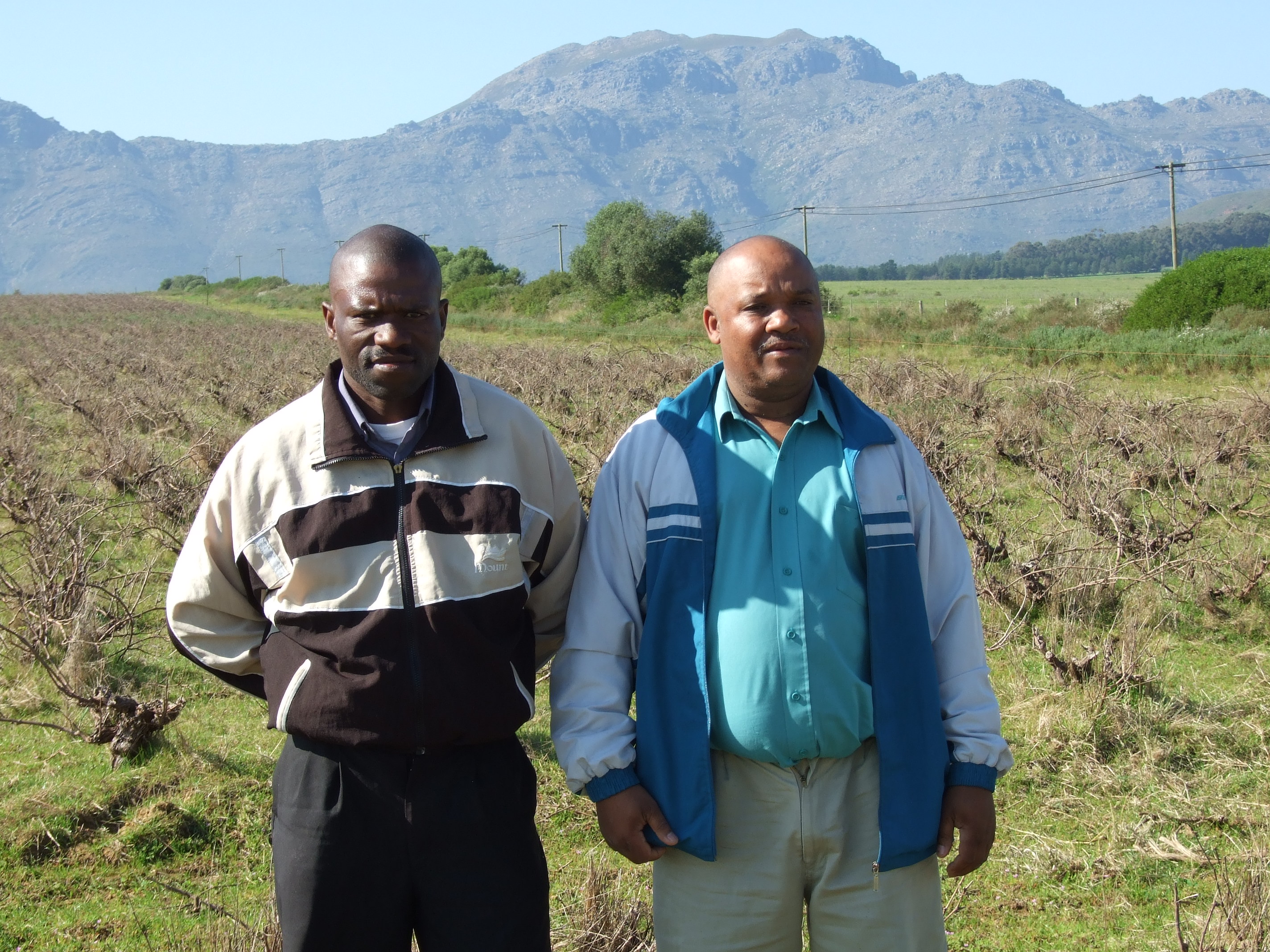 Kallie Geslin (left) and Charles Pietersen standing in front of vines belonging to their former Groenberg Wine farm near Paarl in the Western Cape. The men were part of a syndicate that bought the farm under the government's land reform programme, but it