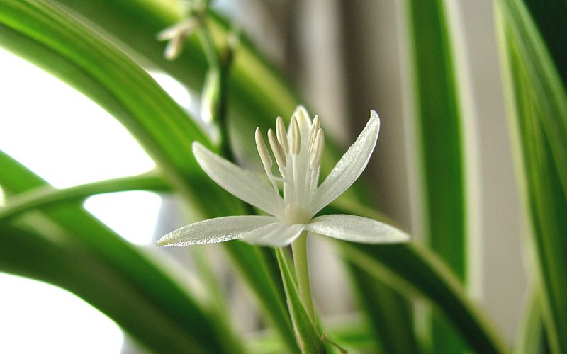 A spiderplant in bloom