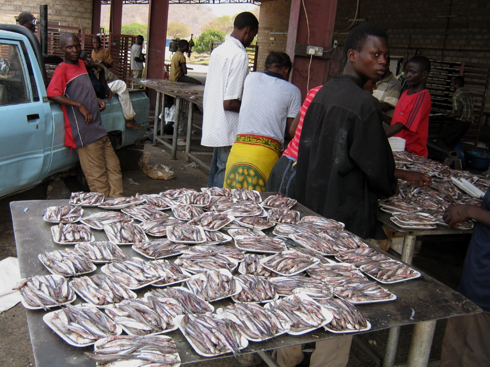 Protein rich Kapenta fish for sale on the shores of Lake Tanganyika