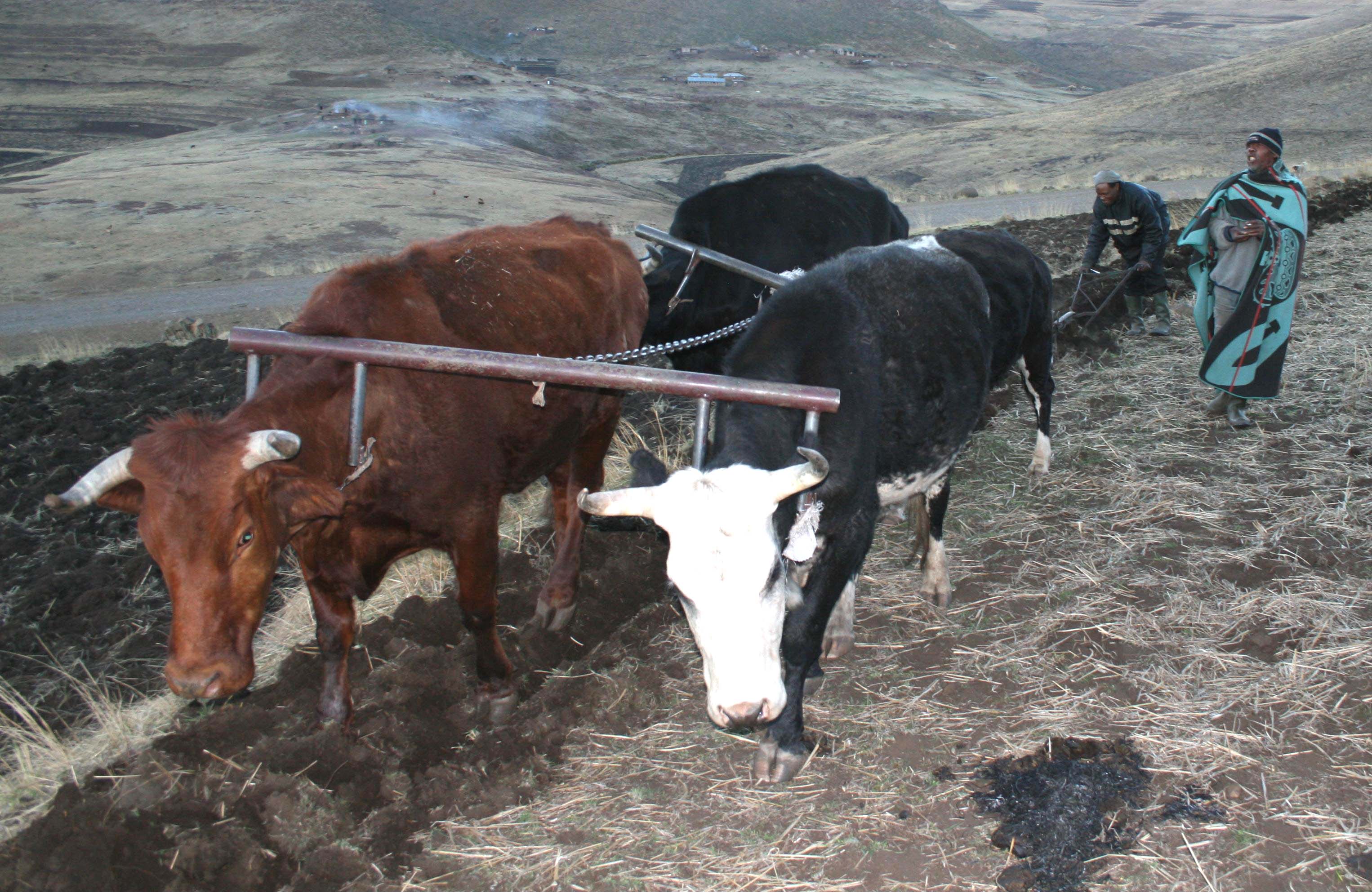 Basotho farmers