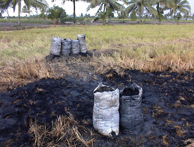 The remnants of tonnes of burnt rice hay on an 80-acre farm in Qalyubia