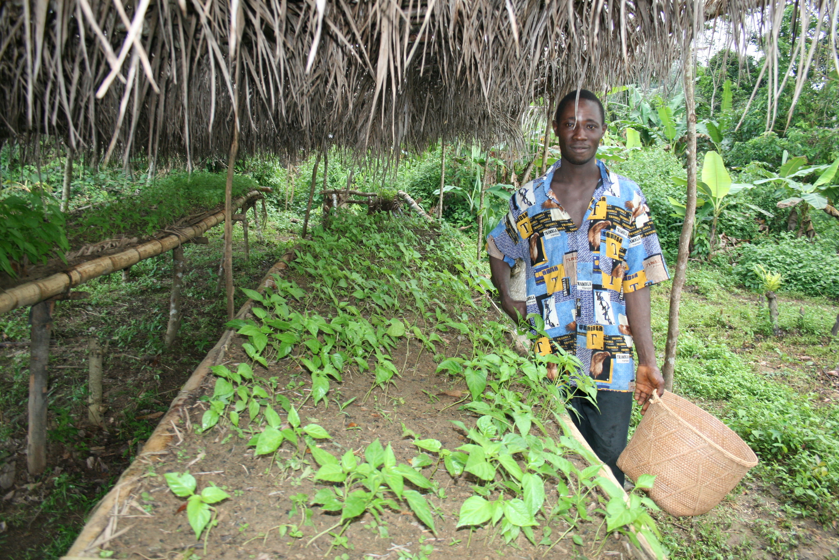 Seedlings waiting to be transplanted in village of Gbarnga-ta, 15km from Gbarnga in Bong county, where CRS and Caritas NGOs support farmers to diversify their crops as part of their nutrition push