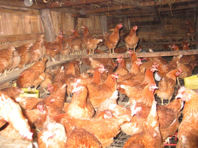 Pastoral households are being trained in activities such as poultry keeping to help diversify food and income sources in the face of frequent drought