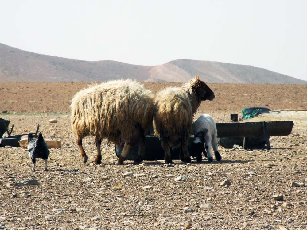 Livestock numbers have been dramatically reduced by the drought in Syria