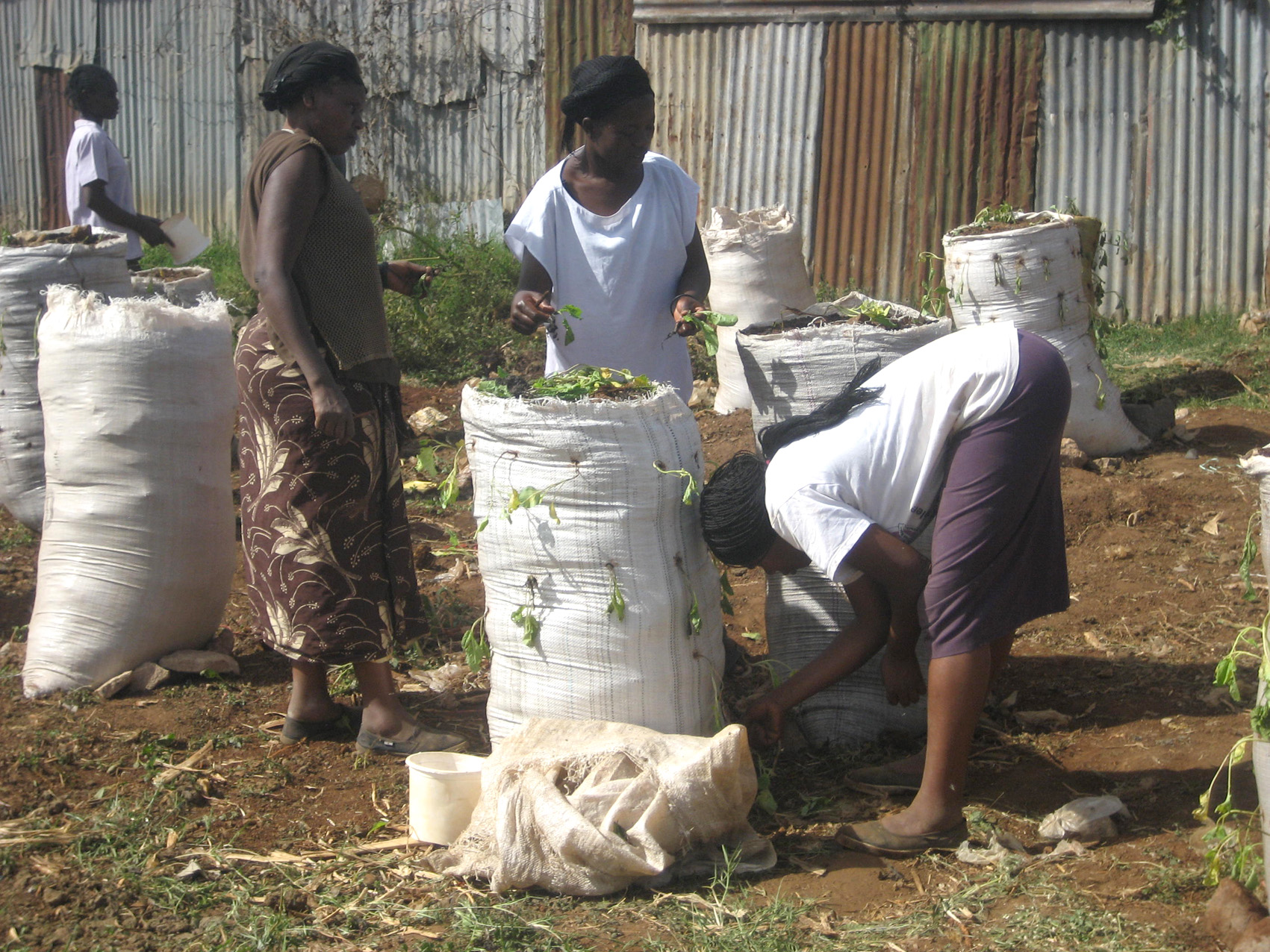 Members of the Brickstone self-help group at their urban farming demonstration plot in Mathare, Nairobi