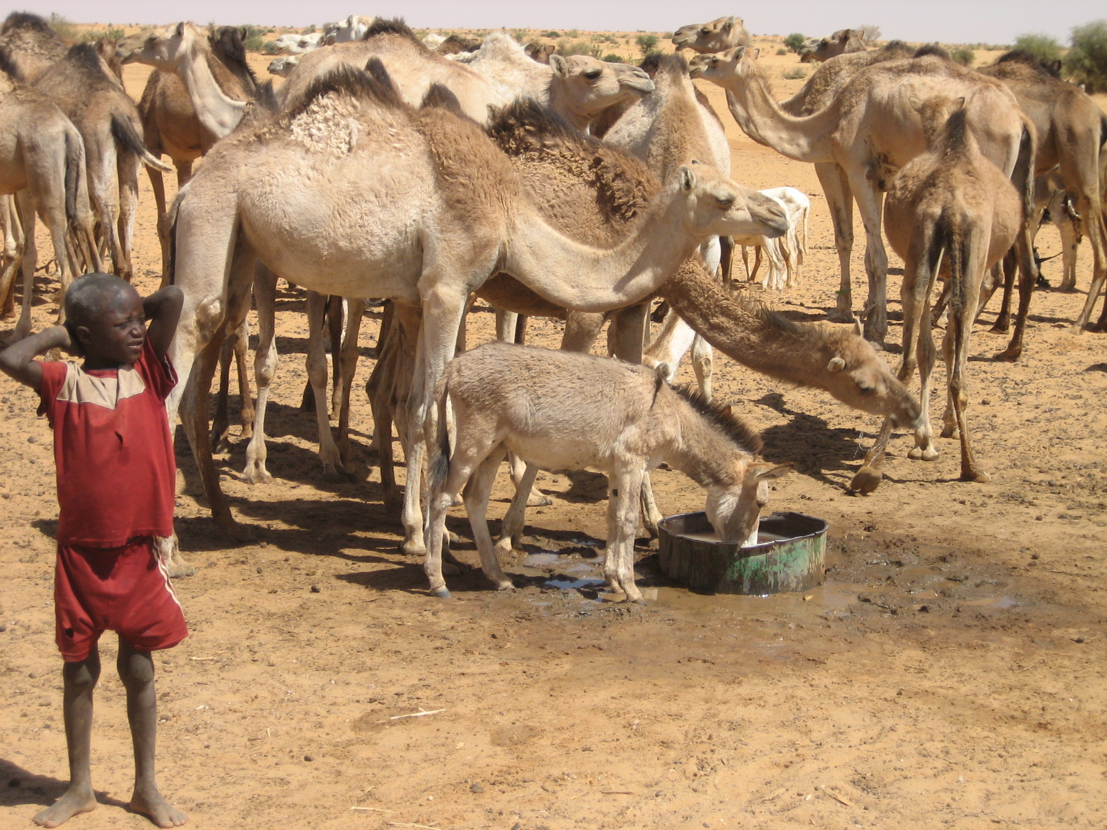 A child with camels, donkeys and goats at the watering place near the village of Makanga, north of Tanout, Southern Niger