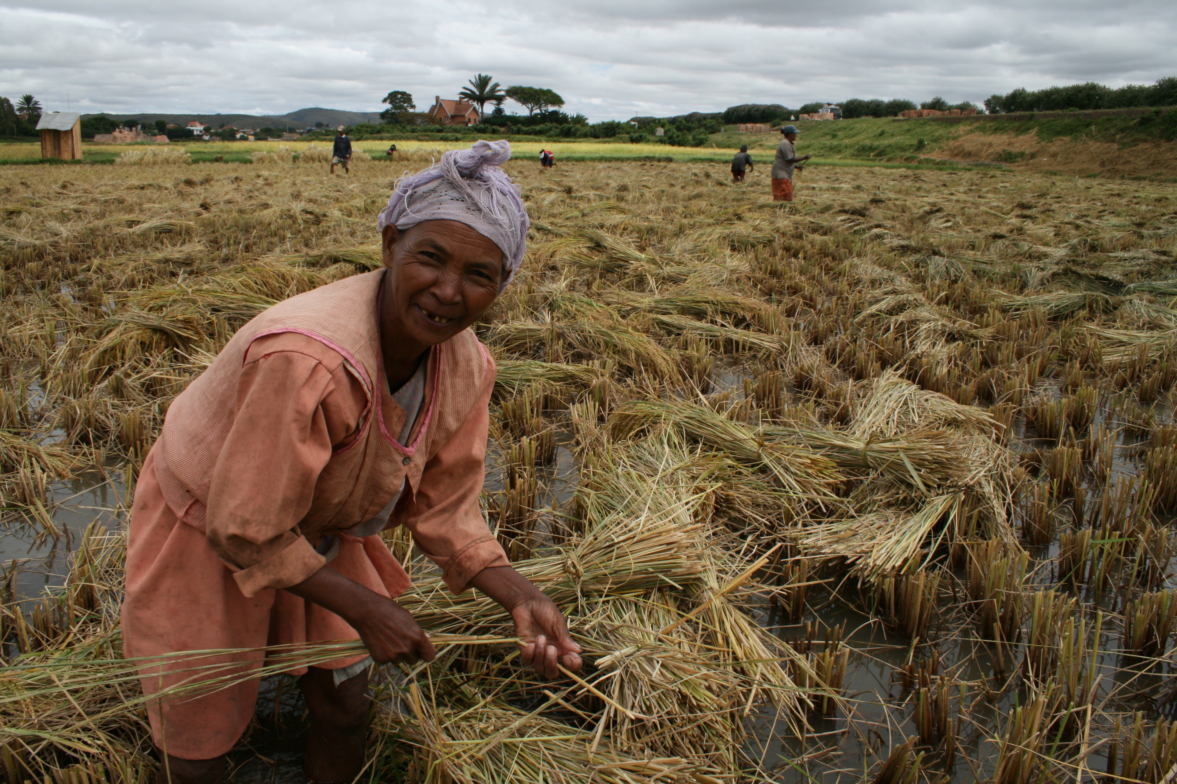 Rice field outside Antananarivo