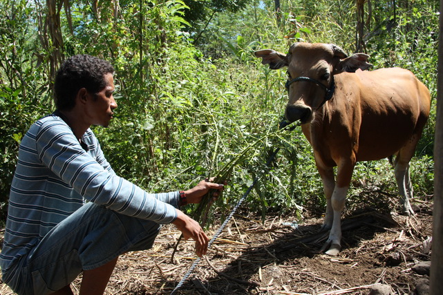 An Oecusse cattle farmer. Far removed from the rest of the country, many such farmers struggle to find a market for their livestock