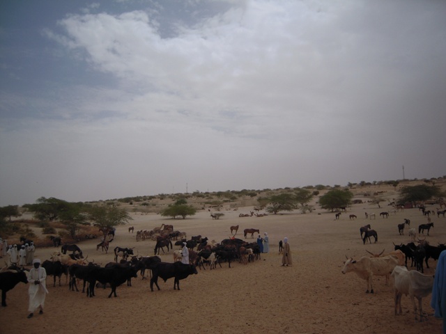 Weekly cattle market in western Chad's Kanem region, Mao