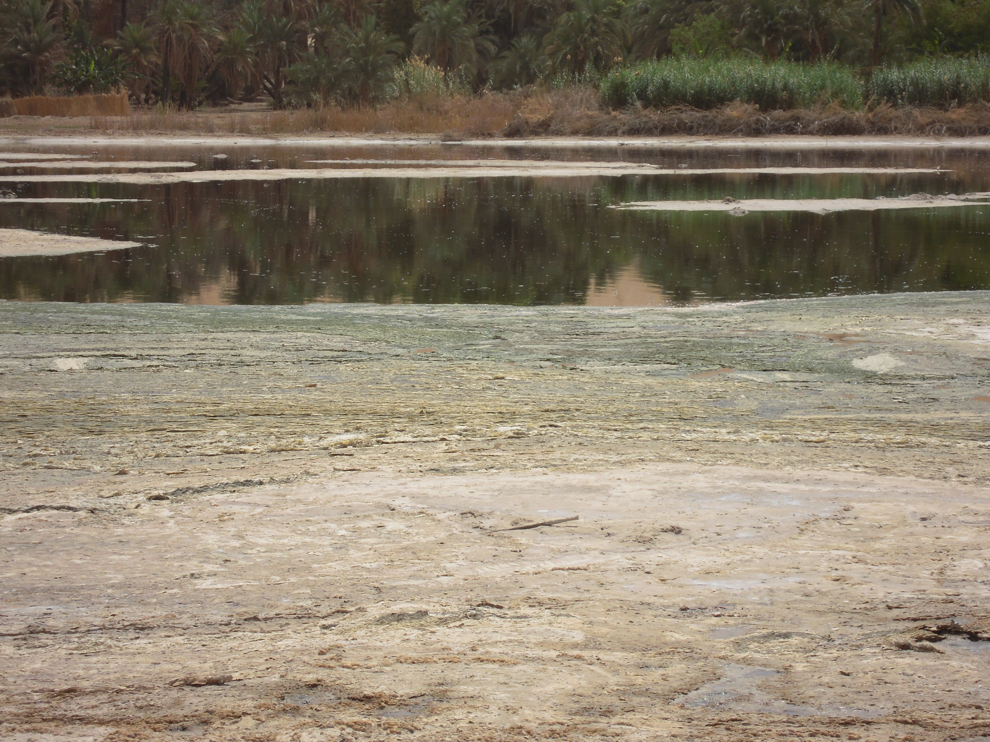 Spirulina can only grow in water with high levels of alkaline, like this oases in Kanem region in Chad