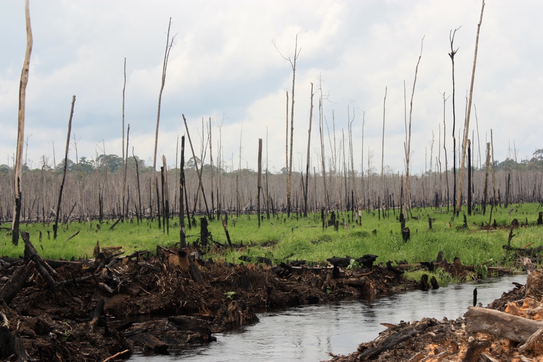Indonesia is clearing its forests faster than any other country, Greenpeace says