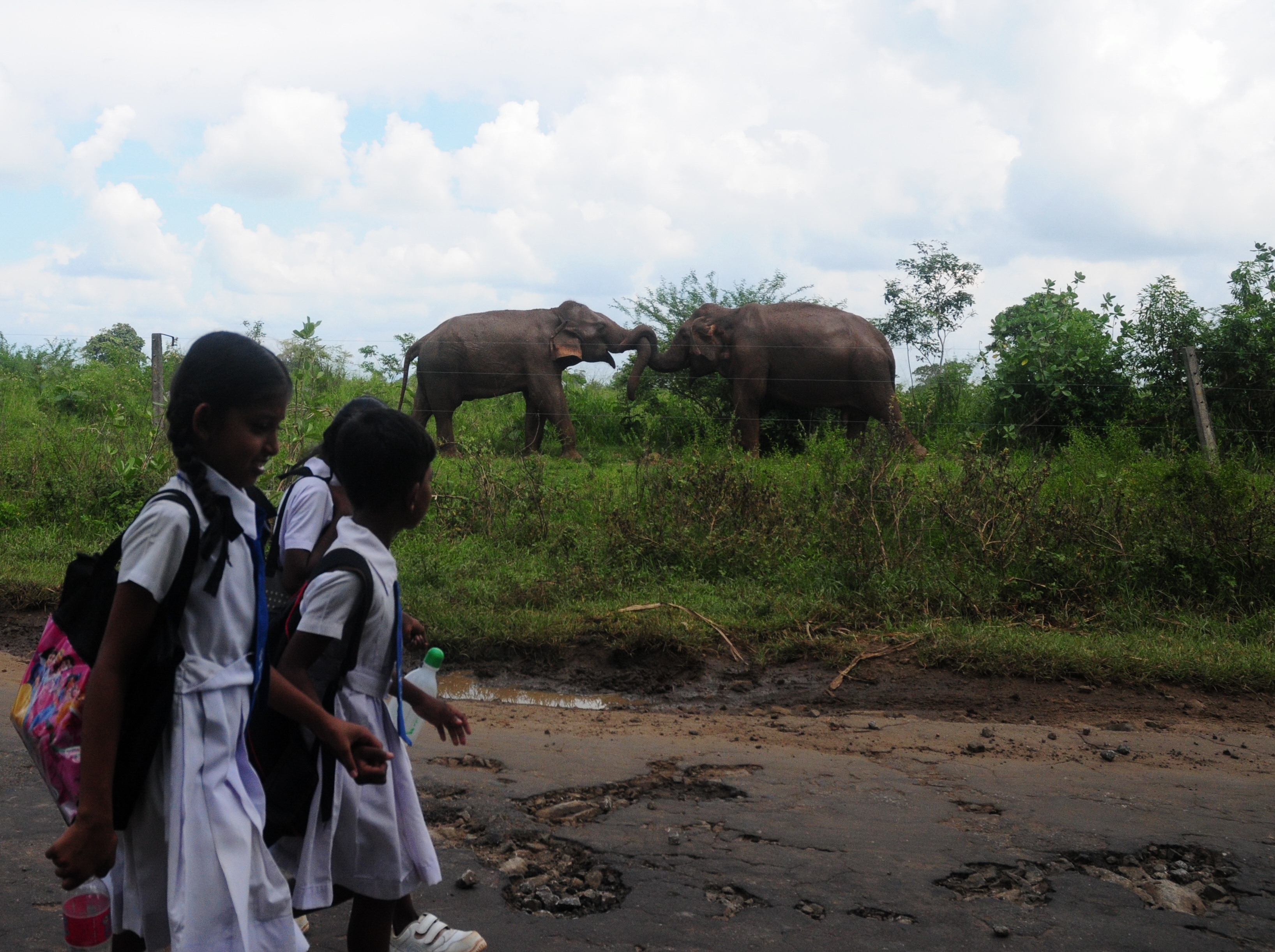 School children walk past two bull elephants greeting each other behind an electric fence in eastern Sri Lanka. Electric fencing is commonly used to keep wild elephants from entering villages close to their habitats