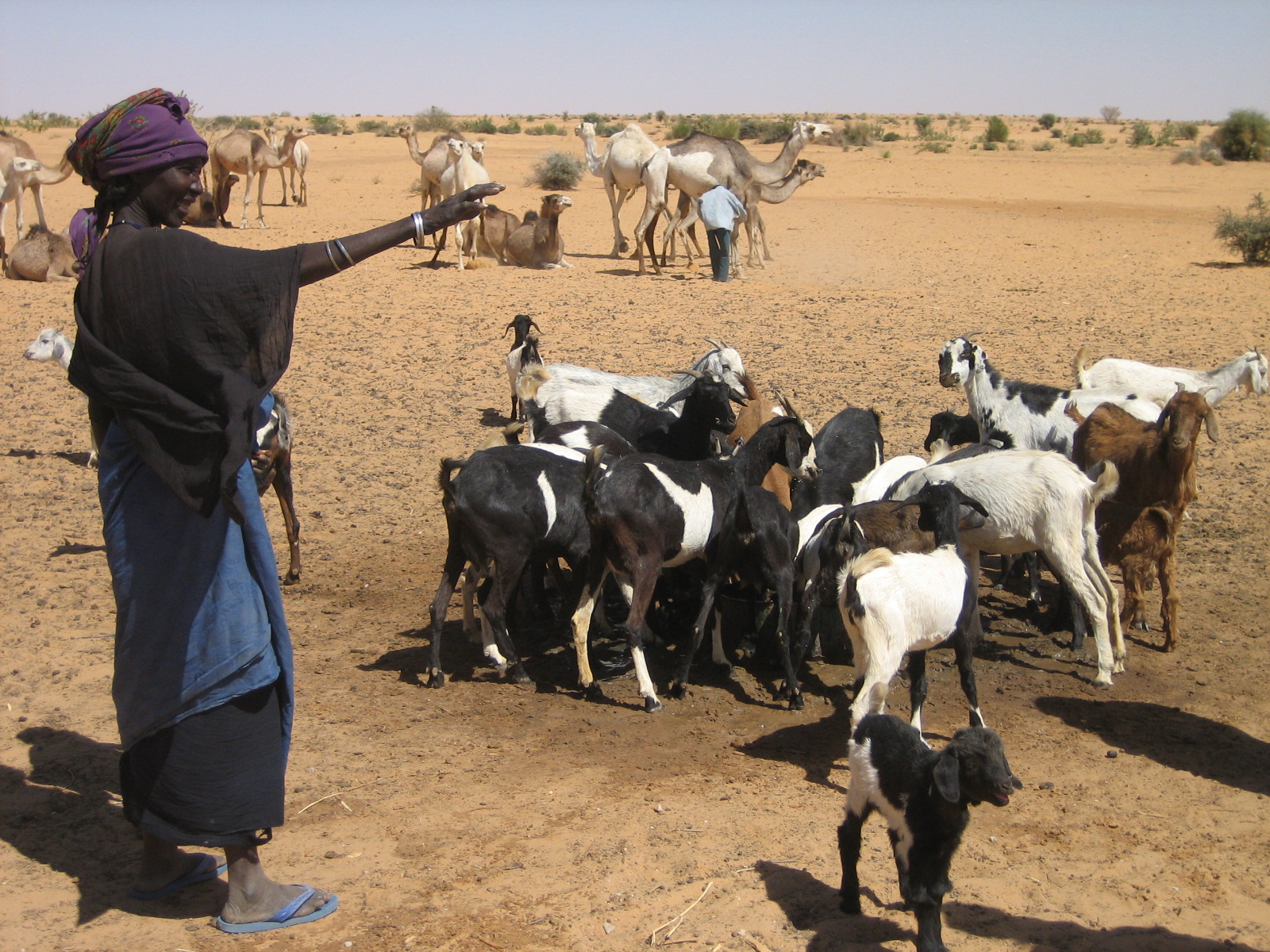 Woman, goats and camels in Makanga