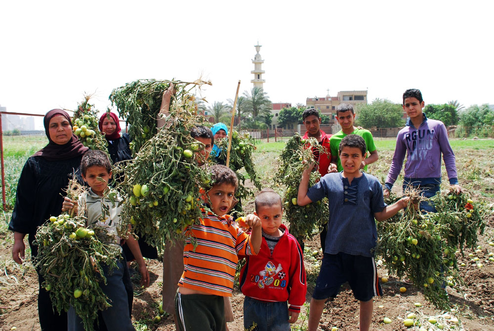 In Minya Governorate, those working in agriculture are protesting over lack of water for their crops