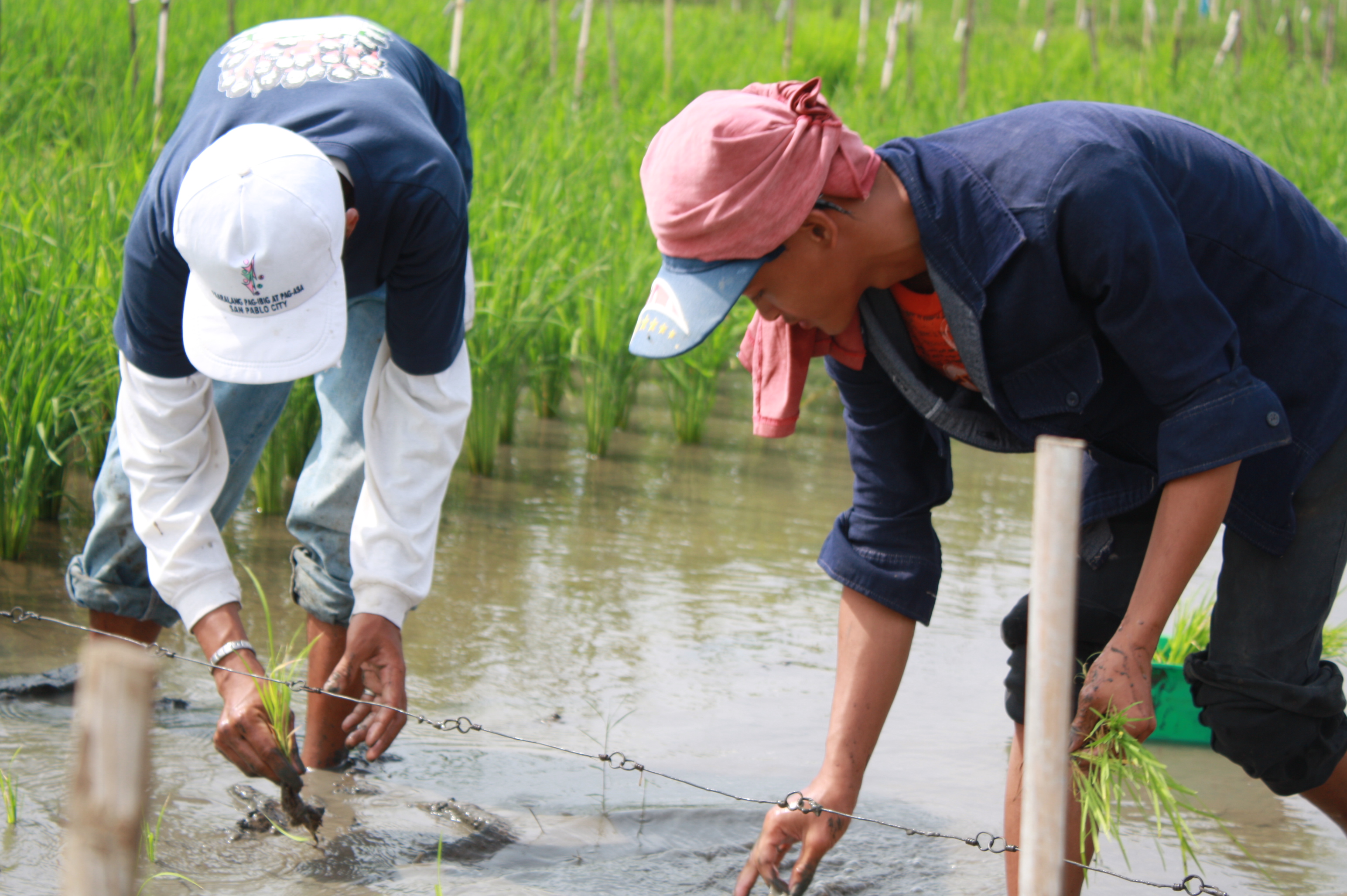 Workers planting rice outside the International Rice Research Institute (IRRI) outside Manila. Rice is a staple component of the Filippine diet