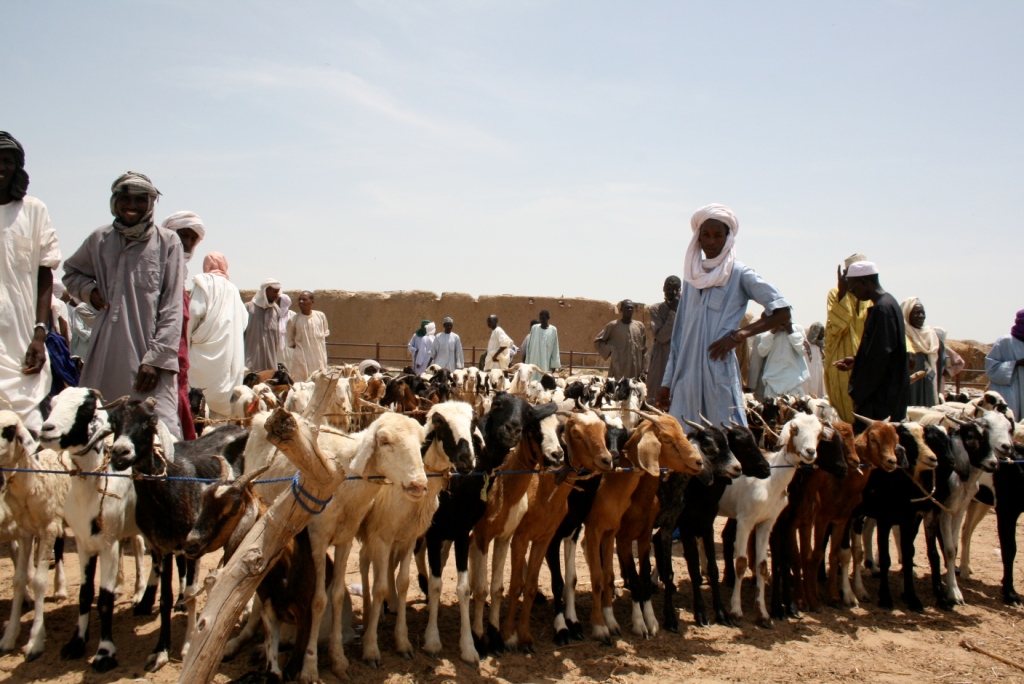 Livestock market in Diffa region, Niger
