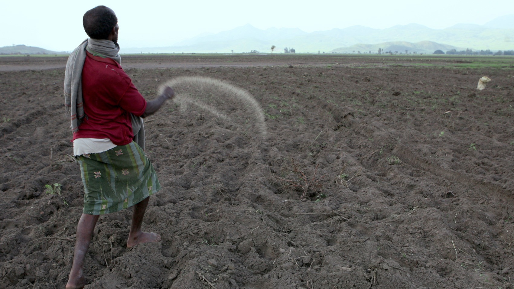 Farmer sowing seed in the floodplain of the Cheffa Valley in Ethiopia's Amahara region