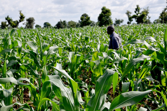 Maize for generic use