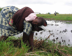 A woman plants a tree seedling during one of Green Earth Organization's tree planting exercises in the Songor Wetland, about an hour from Ghana's capital, Accra (For in-depth only http://www.irinnews.org/InDepthMain.aspx?InDepthId=13&ReportId=61033)